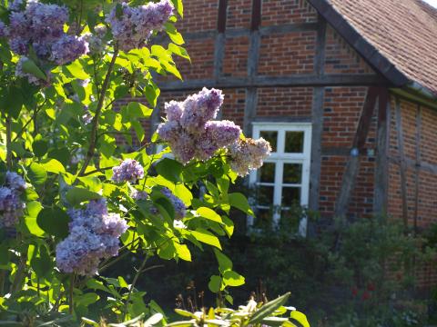 Blühender Flieder in Hohne