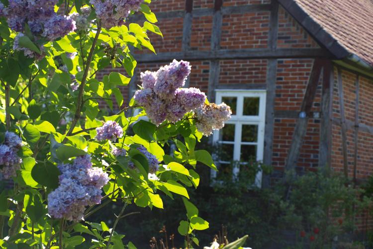 Blühender Flieder in Hohne